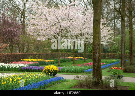 Jardins et fleurs de cerisier, jardins de Keukenhof, près de Lisse, Pays-Bas Banque D'Images