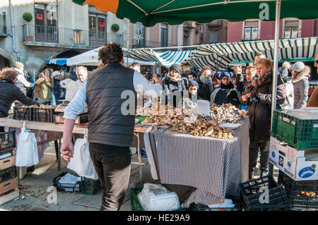 Man selling les champignons dans le square de Vic Banque D'Images