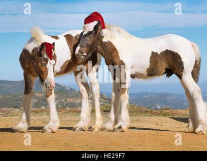Gypsy Vanner colt cheval pouliche et portant des chapeaux de Noël Banque D'Images