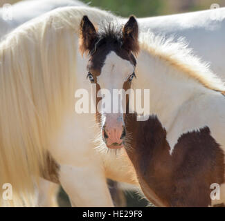 Gypsy Vanner cheval pouliche poulain Banque D'Images