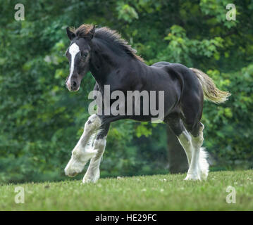 Gypsy Vanner horse weanling poulain Banque D'Images