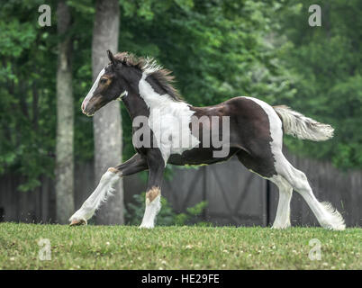 Gypsy Vanner horse weanling poulain Banque D'Images