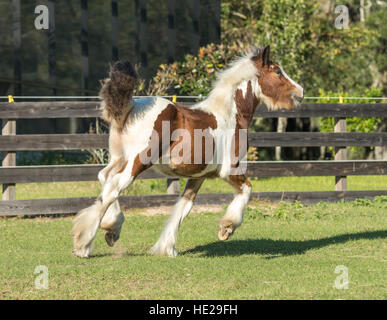 Gypsy Vanner Horse weanling filly Banque D'Images