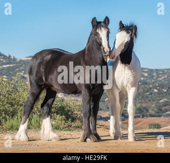Paire de Gypsy Vanner Horse weanling poulains Banque D'Images