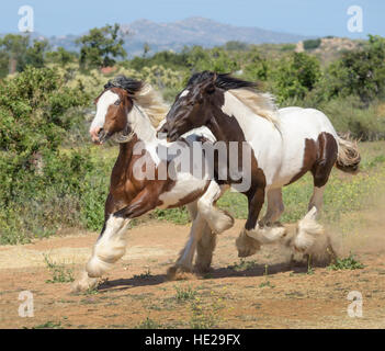 Gypsy Vanner yearling poulain pouliche et cheval Banque D'Images