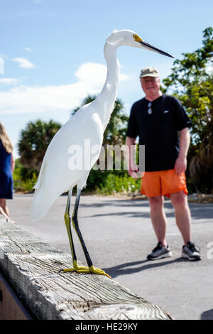 Floride,Sud,Sanibel Barrier Island,J. N. J. N. JN Ding Darling National Wildlife refuge, l'aigrette neigeux, oiseaux, les visiteurs voyage visite touristique Banque D'Images