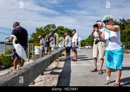 Floride,Sud,Sanibel Barrier Island,J. N. J. N. JN Ding Darling National Wildlife refuge, l'aigrette neigeux, photo, les visiteurs voyage visite touristique à Banque D'Images