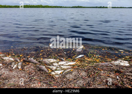 Florida Sanibel Island, J. N. J. N. JN Ding Darling National Wildlife refuge, poissons morts à marée rouge, Sanibel Bayou, FL161129253 Banque D'Images