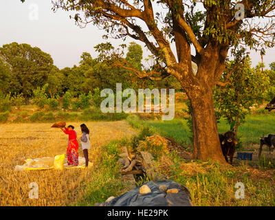 Les Indiens travaillant sur une récolte de blé fraîchement récolté à Chotti Haldwani village de Kaladunghi Banque D'Images