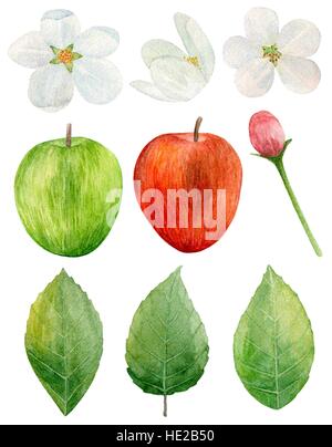 Des pommes rouges et vertes aquarelle vector clip art. arbre de jardin de fleurs. Fruits isolés Illustration de Vecteur