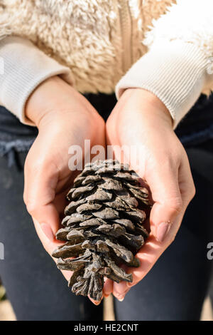 Libre de cônes de pin tenue par les mains des femmes Banque D'Images