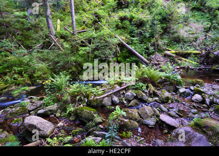 Ruisseau de montagne dans une profonde vallée rocheuse avec des arbres tombés et fougère Banque D'Images