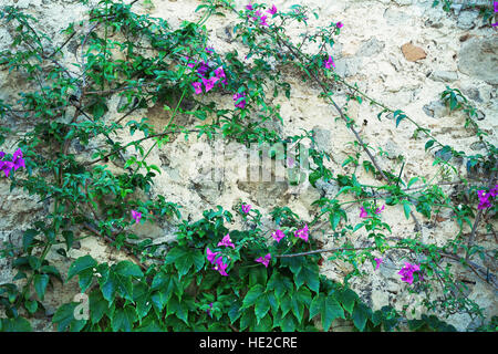 Vieux mur envahi par fleurs grimpantes Banque D'Images