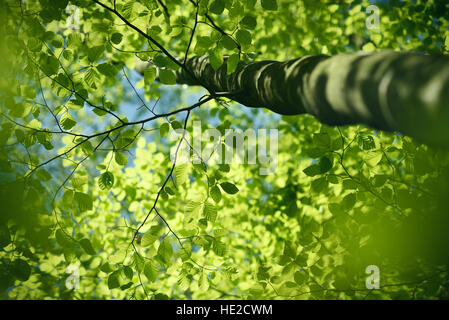 Jusqu'à la couronne de l'arbre en bois avec des lames de ressort vert frais Banque D'Images