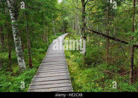 Sentier en bois étroit dans la forêt fen Banque D'Images