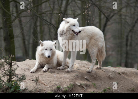 Deux loups arctiques Banque D'Images