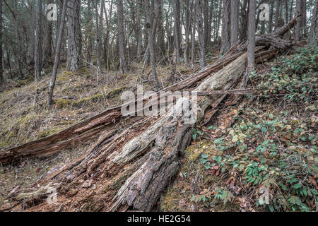 Un tronc d'arbre tombé, ouvertes et en décomposition, se trouve sur une colline moussue dans une forêt de sapin Douglas en Colombie-Britannique. Banque D'Images