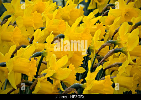 WASHINGTON - Les jonquilles fleurissent dans un jardin de démonstration à RoozenGaarde ferme dans l'ampoule de la Skagit près de Mount Vernon. Banque D'Images