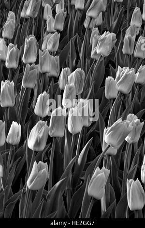 WA13003-01...WASHINGTON - Tulipe fleurir à un jardin d'affichage à RoosenGaarde ampoule ferme près de Mount Vernon. Banque D'Images