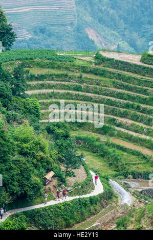 Randonnée Les randonneurs Longsheng Longji terrasses de riz paddy dos Dragon champs sur colline Longsheng, Guilin, Guangxi, Chine. Banque D'Images