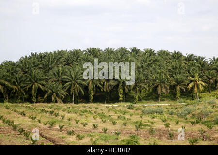 Plantation de palmier à huile dans la région de Sabah, Bornéo, Malaisie Banque D'Images