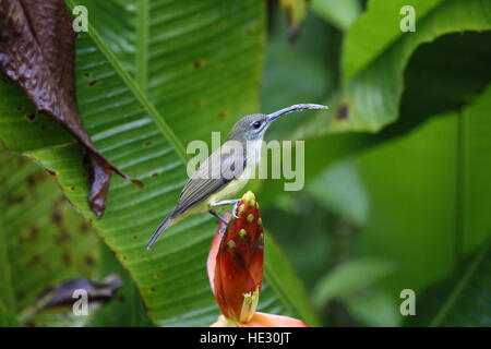 Peu Spiderhunter Arachnothera longirostra, nectar, entre rss Banque D'Images