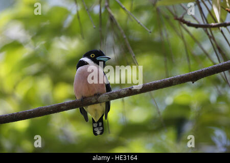 Broadbill noir et jaune, Eurylaimus ochromalus Banque D'Images