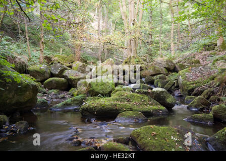 Burbage Brook coule dans la vallée boisée de la rivière rocheuse de Padley Gorge, Longshaw Estate, Peak District, Derbyshire, Royaume-Uni Banque D'Images