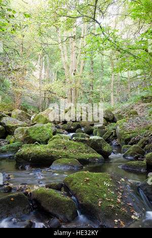 Burbage Brook coule dans la vallée boisée de la rivière rocheuse de Padley Gorge, Longshaw Estate, Peak District, Derbyshire, Royaume-Uni Banque D'Images