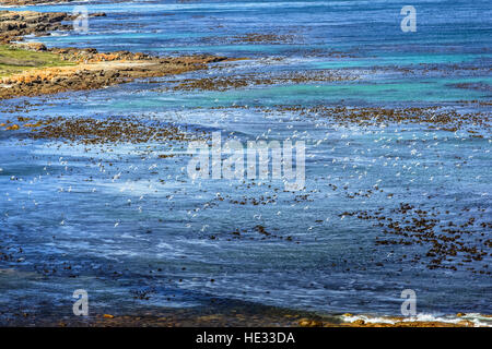 Sea bird flying Banque D'Images