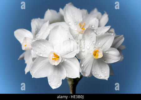 Close up de Narcisse paperwhite ziva fleurs Banque D'Images