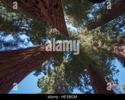 Jusqu'à dans le centre f la maison arbres Groupe, le Congrès Sentier dans Sequoia & Kings Canyon National Park Banque D'Images