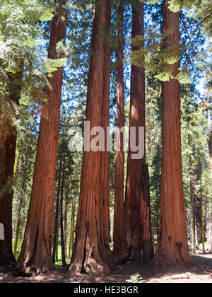 Le Groupe sénatorial d'arbres, le Congrès Sentier dans Sequoia & Kings Canyon National Park Banque D'Images