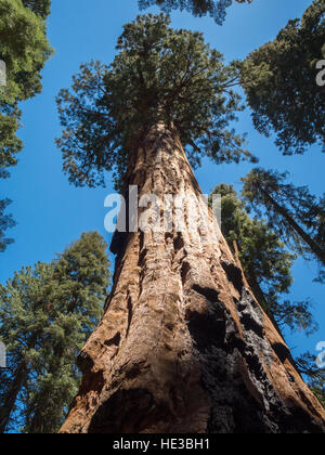 Jusqu'à un arbre séquoia géant Banque D'Images