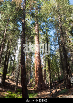 La forêt des arbres géants Banque D'Images