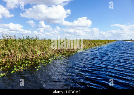 Florida Everglades,Alley alligator,Cladium mariscus jamaicense,scie-herbe,sawgrass,eau,zone de gestion de la faune Francis S. Taylor,FL161125058 Banque D'Images