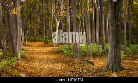 La lumière de l'automne la fin de l'après-midi le long d'un chemin forestier. Banque D'Images