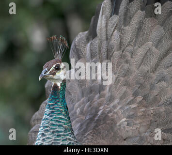 Close Up of Peahen (Pavo cristatus) affichage Banque D'Images