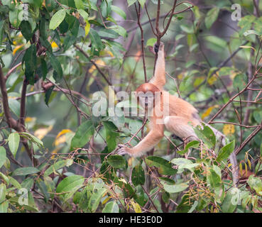 Proboscis Monkey femelle (Nasalis larvatus) dans la forêt de Bornéo Banque D'Images