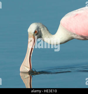 Close up of Roseate Spoonbill Platalea ajaja (alimentation) Banque D'Images