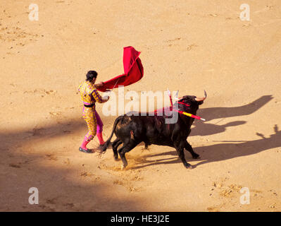 Espagne, Madrid, la corrida Novillada Picada sur l'arène Plaza de Toros de Las Ventas. Banque D'Images