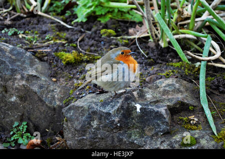 CARDIFF, Royaume-Uni. 4 décembre 2016. Un gros plan d'une robin debout sur le bord d'une allée. © Jessica Gwynne Banque D'Images