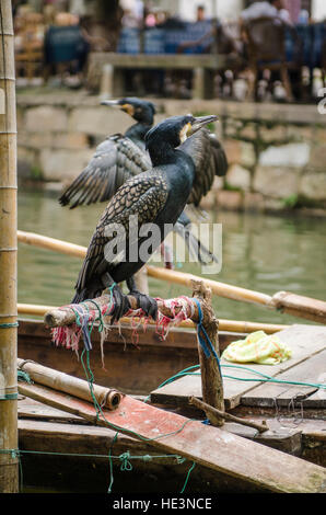 Grand cormoran pêche noir se percher dans le village du canal d'eau de Tongli, Chine. Banque D'Images