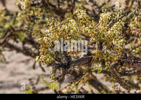 Arbre d'encens plantes plantage de plus en plus l'agriculture dans un désert près de Mascate, Oman 2 Banque D'Images