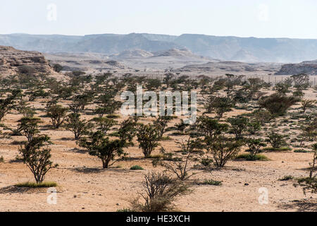 Arbre d'encens plantes plantage de plus en plus l'agriculture dans un désert près de Mascate, Oman 4 Banque D'Images