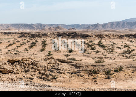 Arbre d'encens plantes plantage de plus en plus l'agriculture dans un désert près de Mascate, Oman 4 Banque D'Images