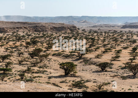 Arbre d'encens plantes plantage de plus en plus l'agriculture dans un désert près de Mascate, Oman 6 Banque D'Images