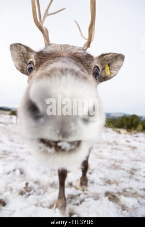 Les jeunes d'un renne semi-sauvages gérés troupeau sur les pentes du Parc National de Cairngorms, en Écosse, Royaume-Uni Banque D'Images