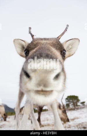 Les jeunes d'un renne semi-sauvages gérés troupeau sur les pentes du Parc National de Cairngorms, en Écosse, Royaume-Uni Banque D'Images