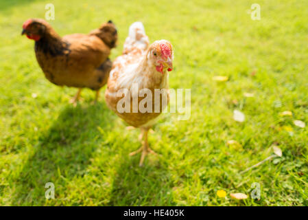 Paire de jeunes poulets explorer pré dans le Dorset, en Angleterre. Banque D'Images